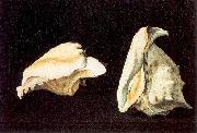 Two Shells, Napoletano, Filippo
